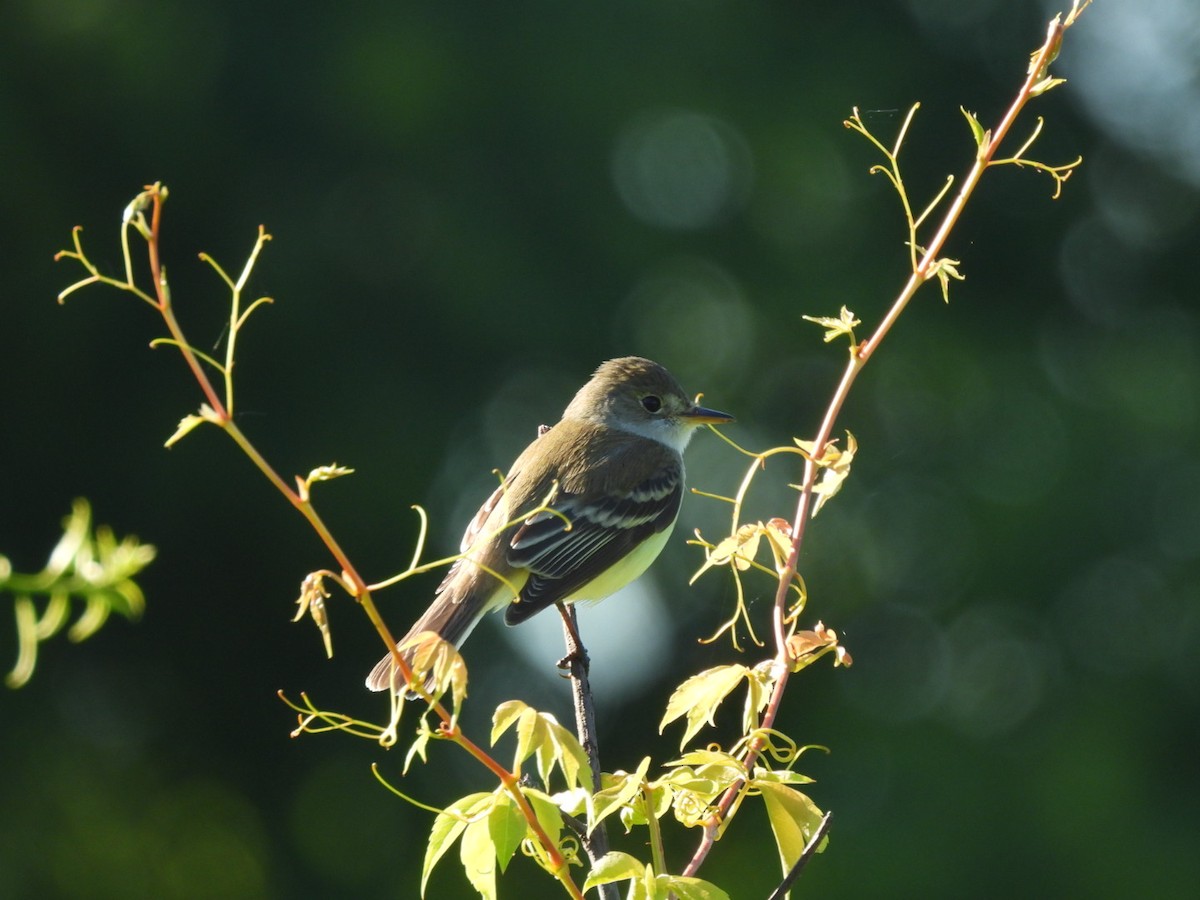 Willow Flycatcher - ML620489468