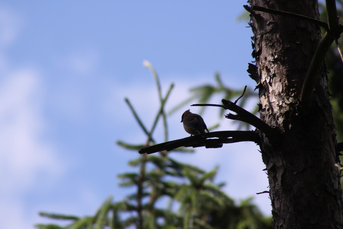 Cedar Waxwing - ML620489479