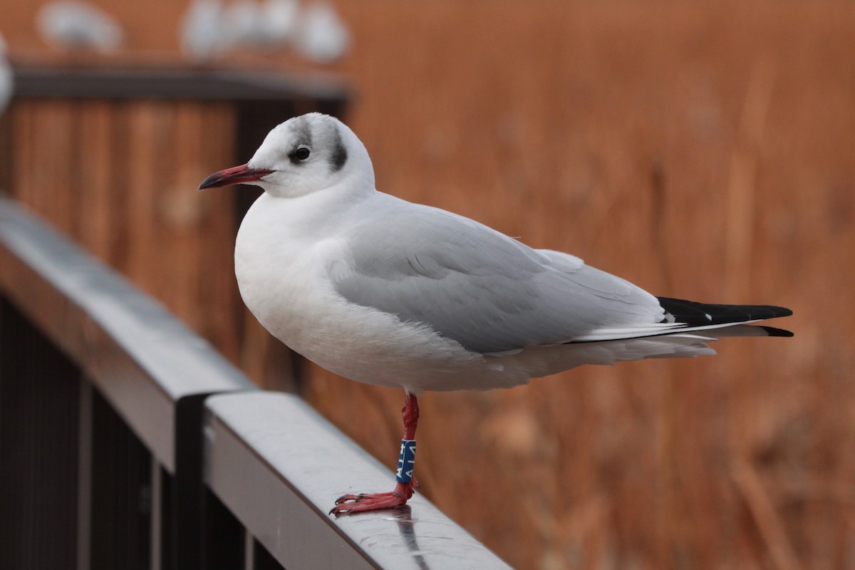 Mouette rieuse - ML620489486