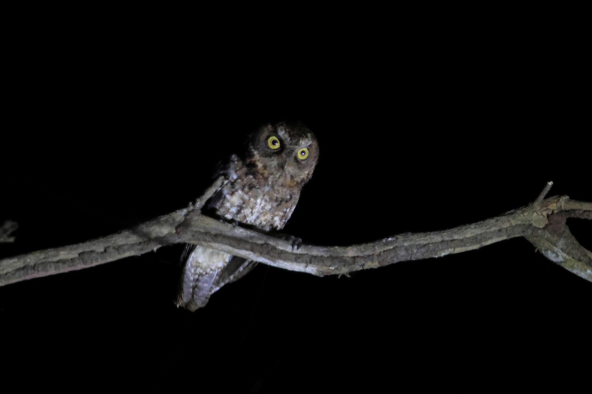 Sulawesi Scops-Owl - ML620489490