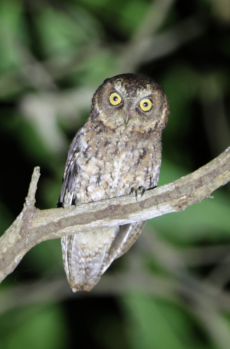 Sulawesi Scops-Owl - ML620489491