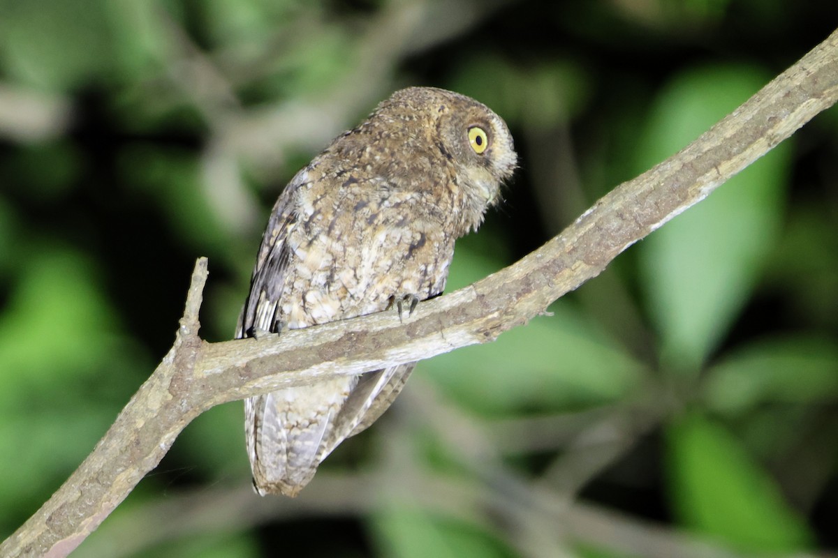 Sulawesi Scops-Owl - Fadzrun A.