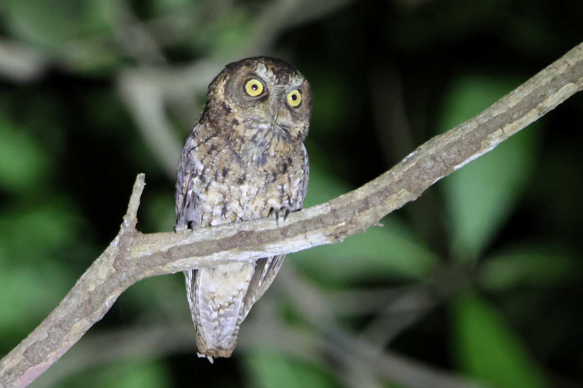 Sulawesi Scops-Owl - ML620489493