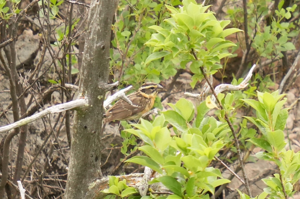 Black-headed Grosbeak - ML620489495