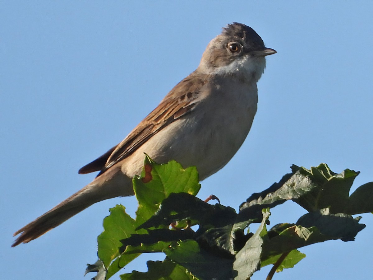 Greater Whitethroat - ML620489498