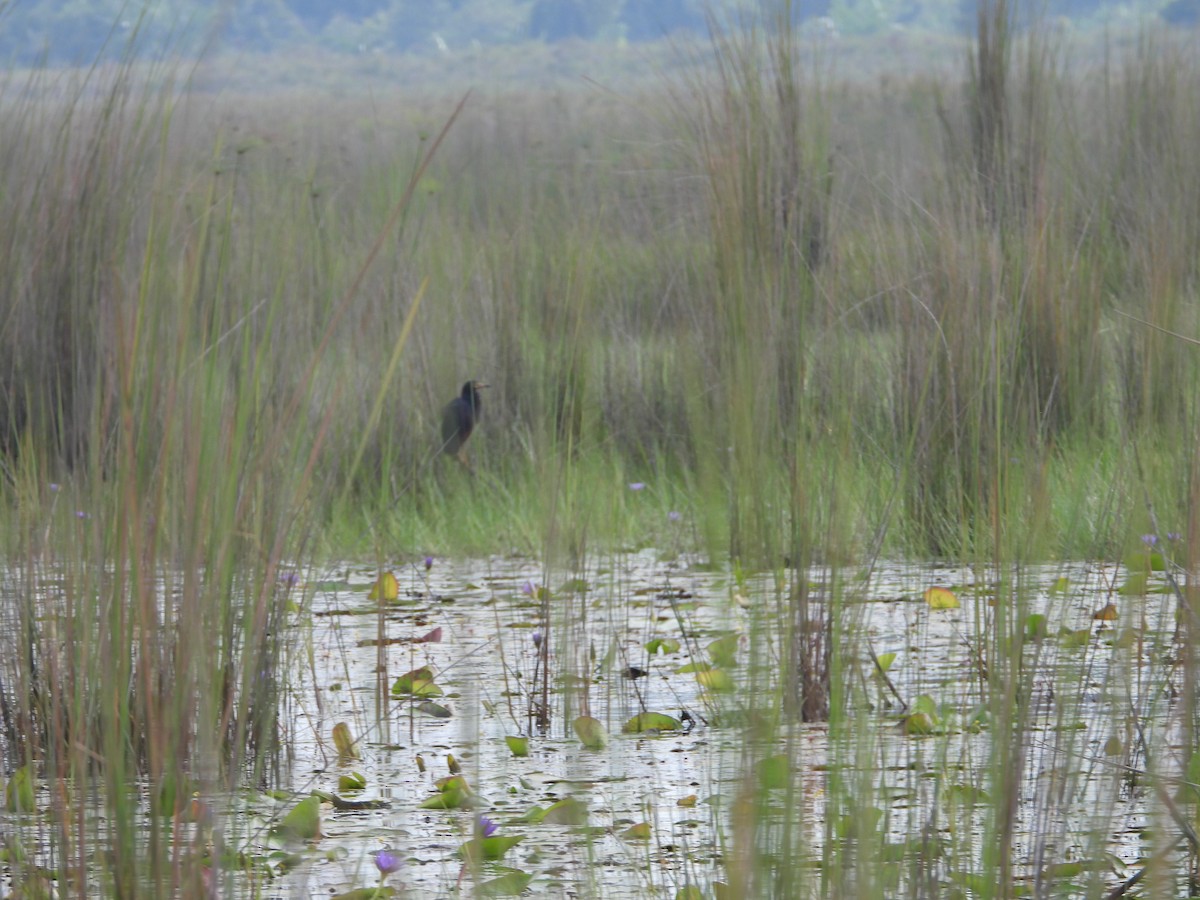 Rufous-bellied Heron - ML620489501