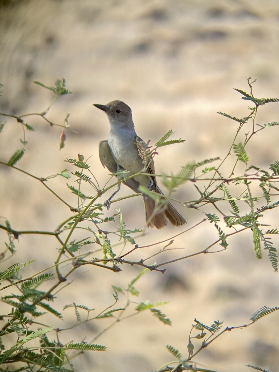 Ash-throated Flycatcher - Cole Bauer