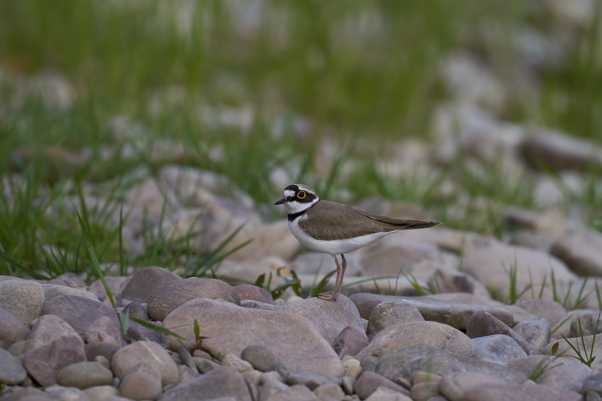 Little Ringed Plover - ML620489509