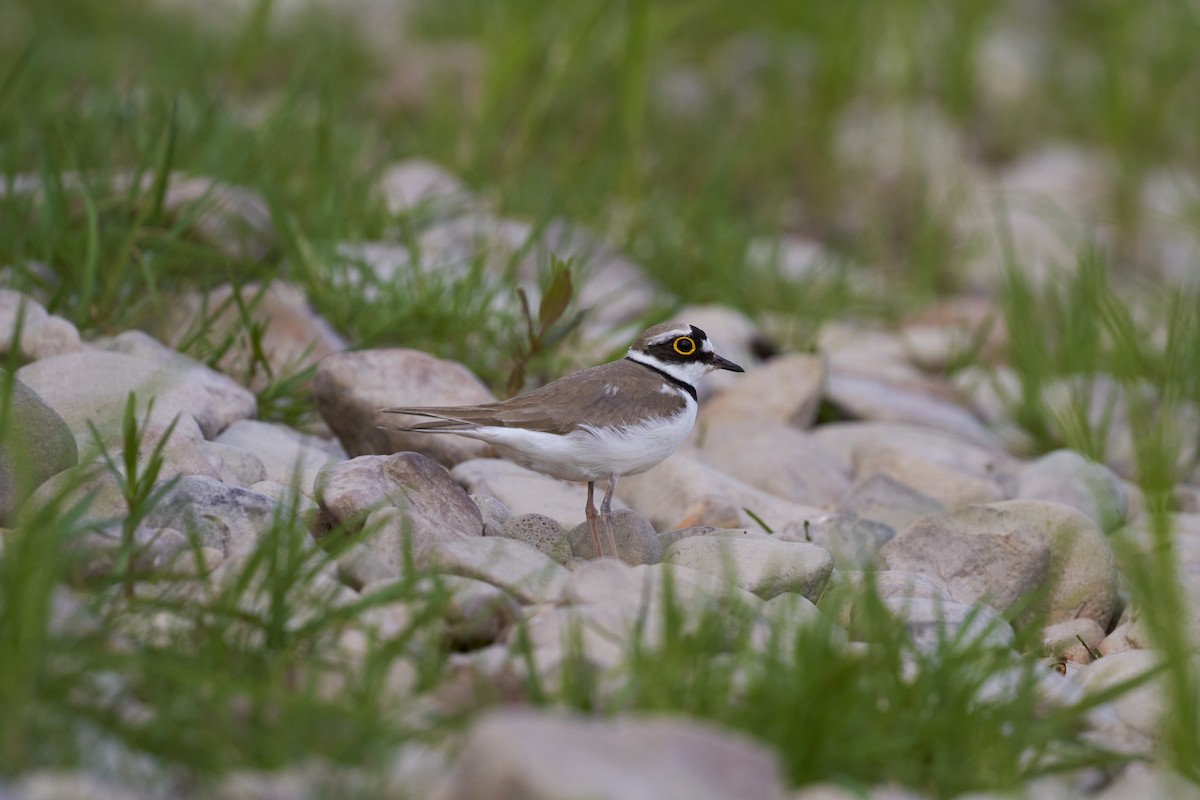 Little Ringed Plover - ML620489510