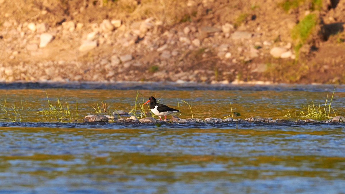 Eurasian Oystercatcher - ML620489512