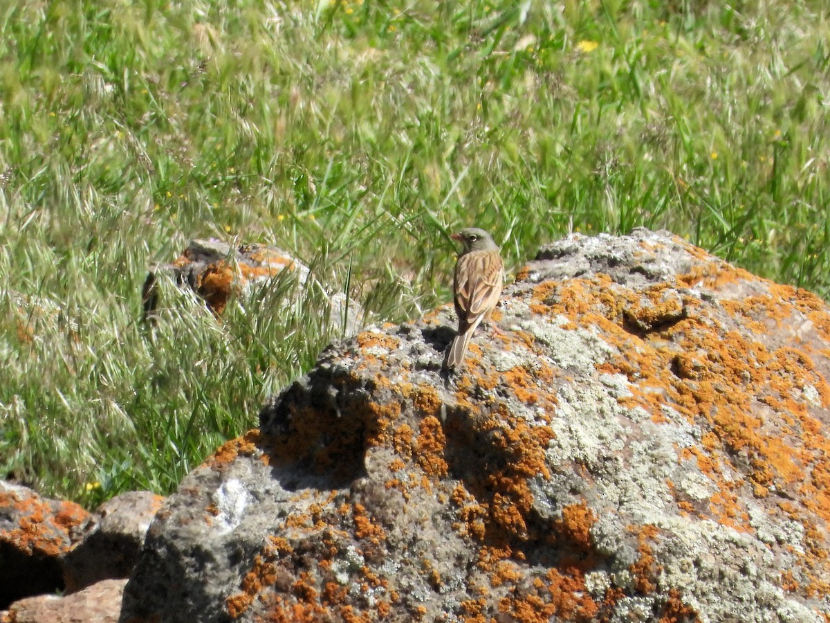 Ortolan Bunting - ML620489513