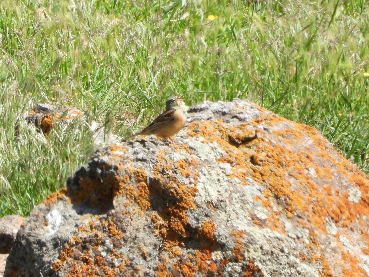 Ortolan Bunting - Martin Rheinheimer