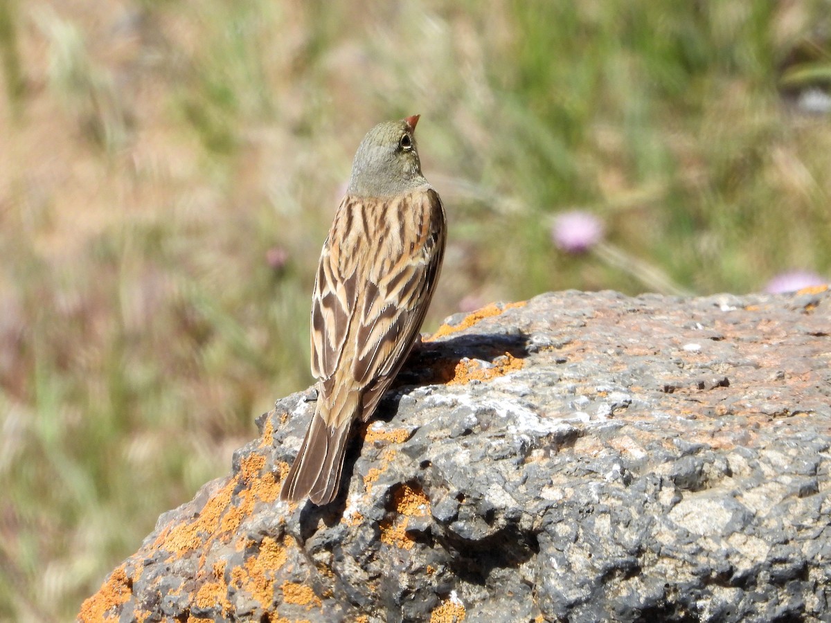 Ortolan Bunting - ML620489516