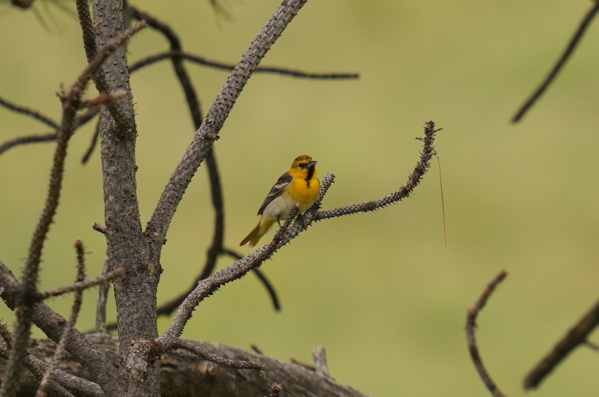 Bullock's Oriole - ML620489517