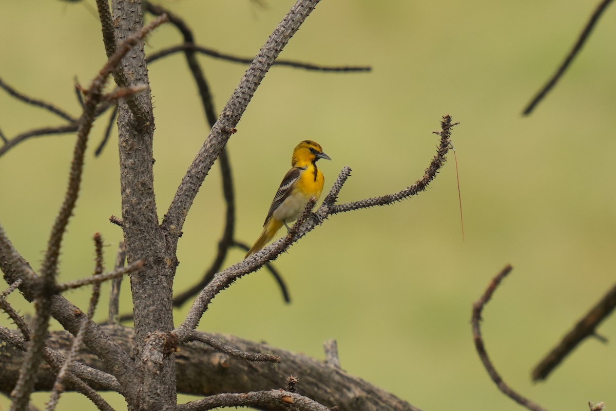 Bullock's Oriole - ML620489518