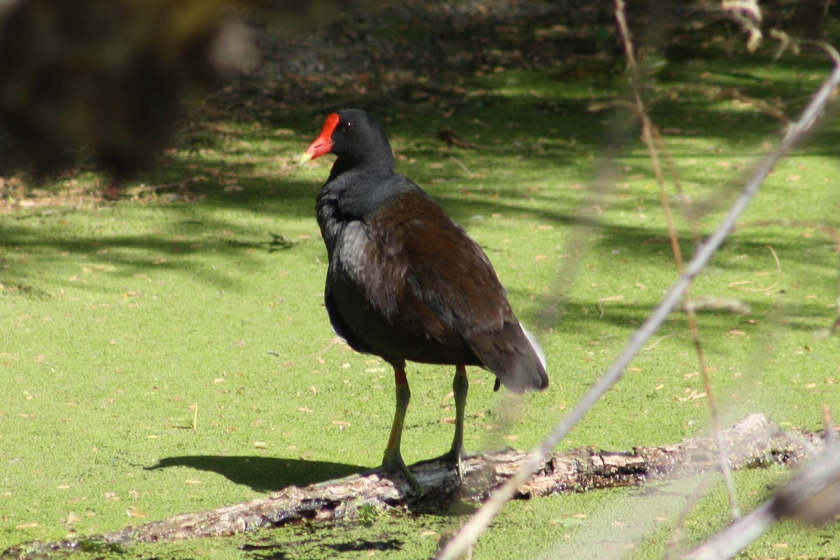 Common Gallinule - ML620489530