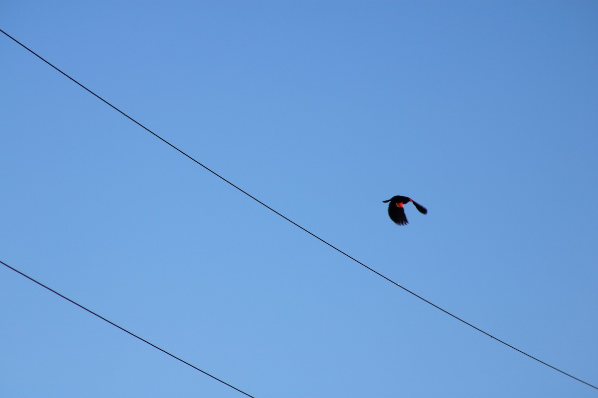 Red-winged Blackbird - ML620489531