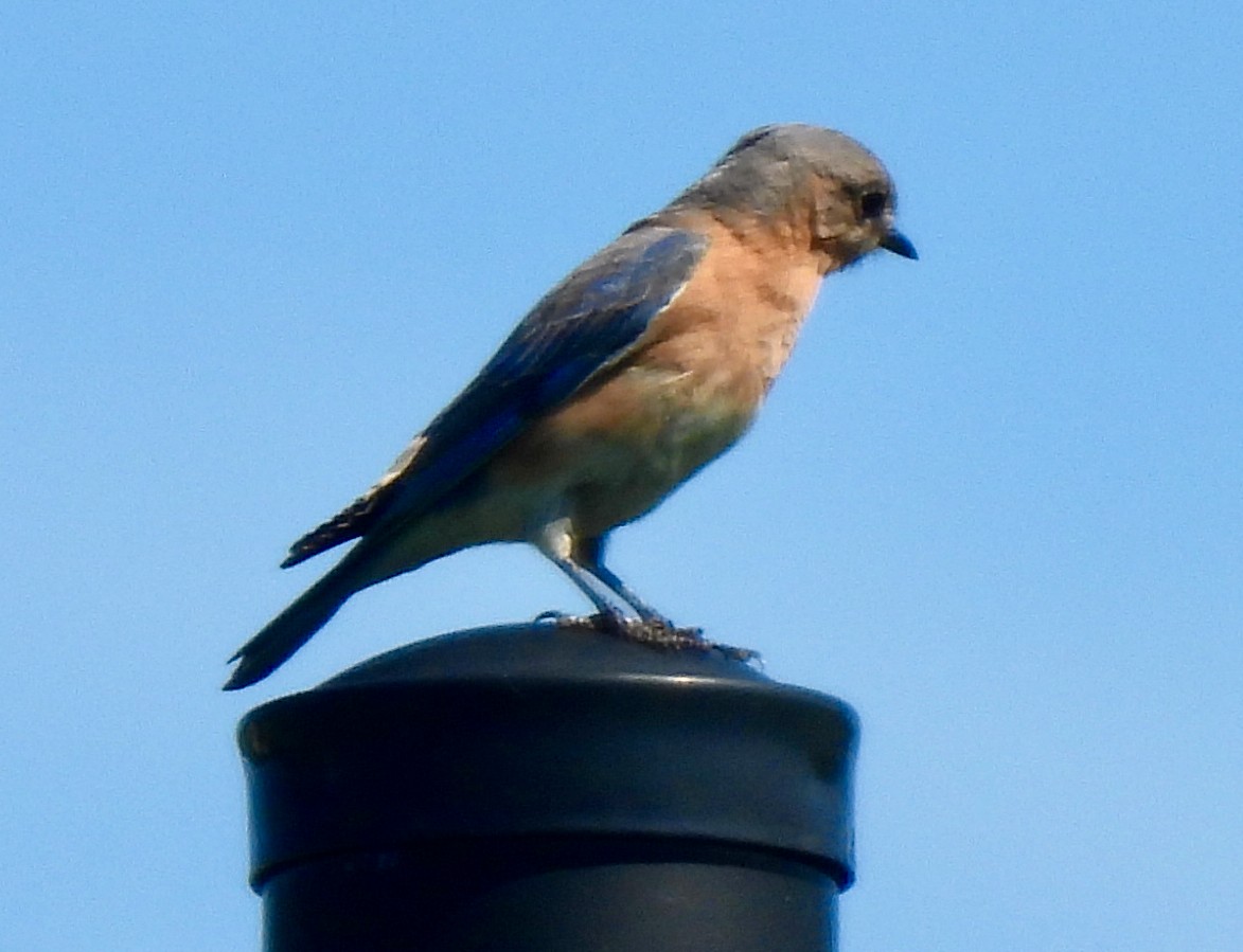 Eastern Bluebird - Lynne Harding