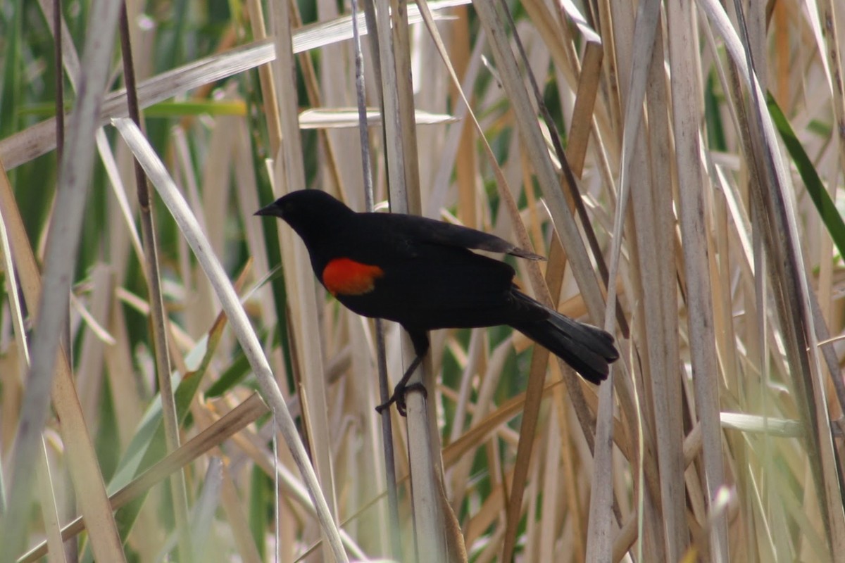 Red-winged Blackbird - ML620489534