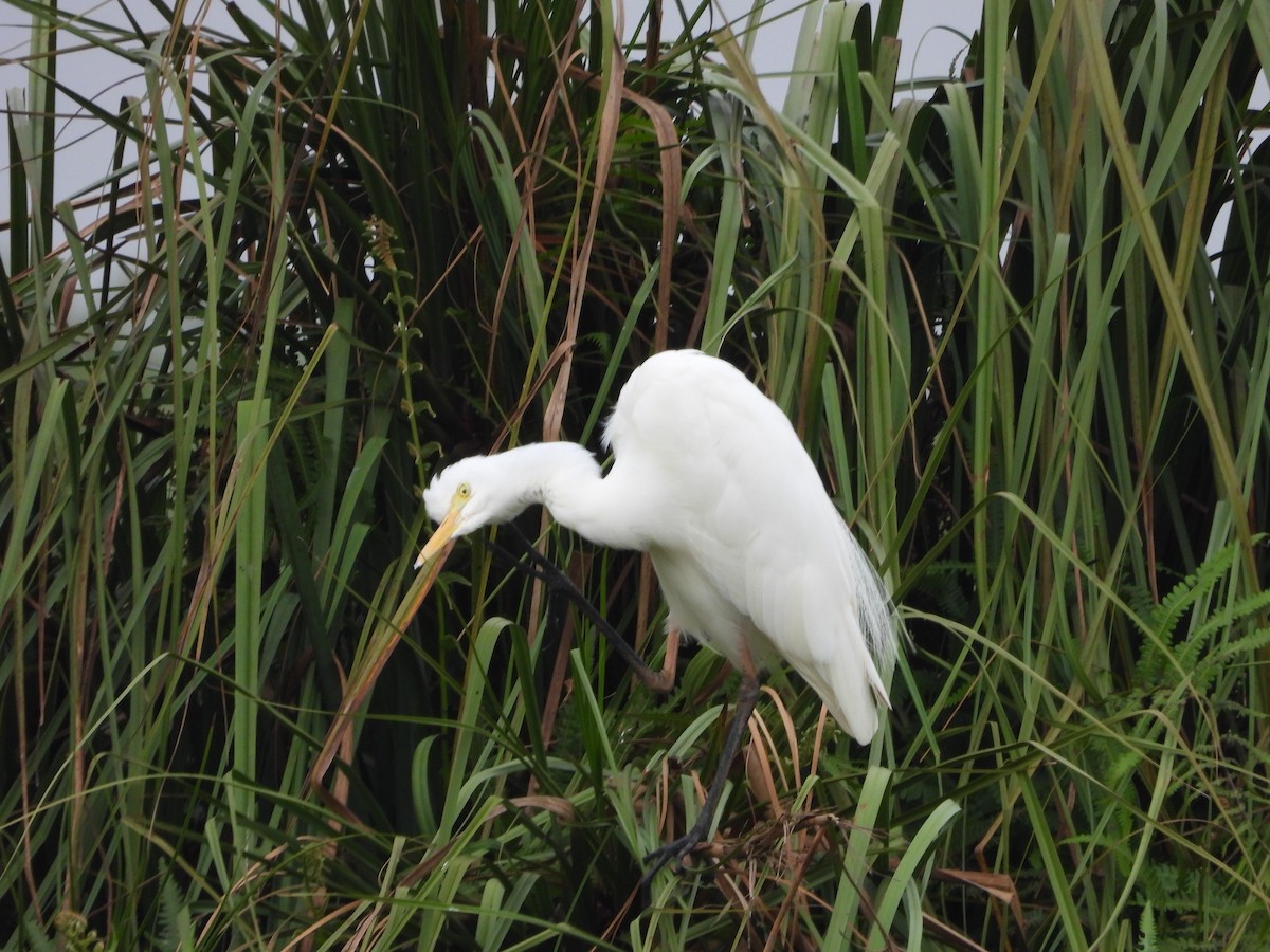 Yellow-billed Egret - Jonathan Onongo