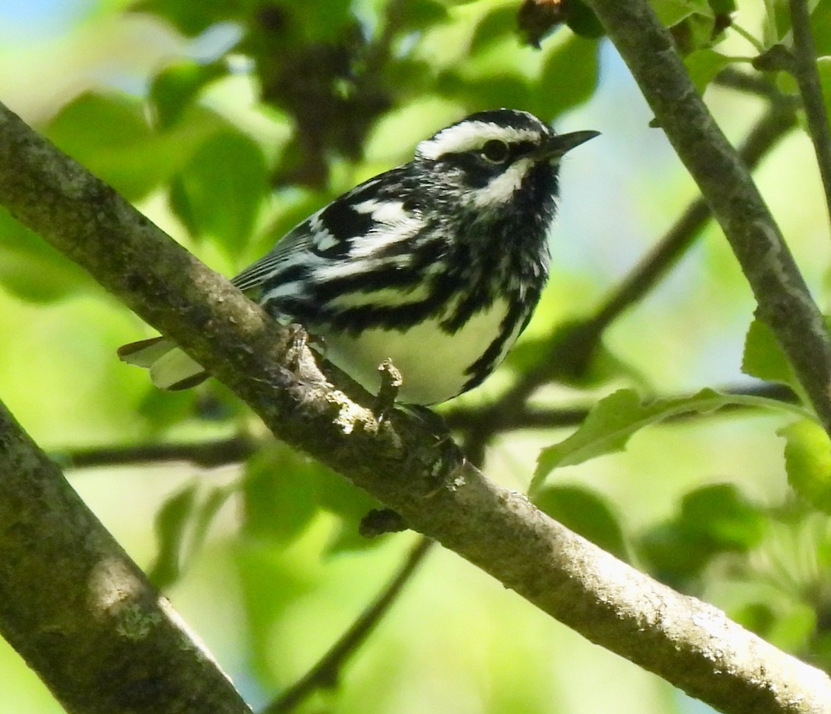 Black-and-white Warbler - ML620489537