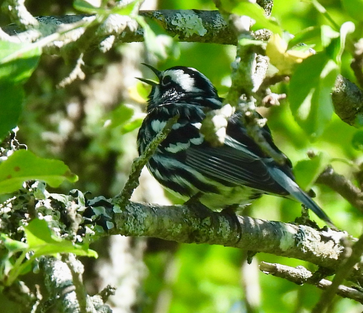 Black-and-white Warbler - ML620489538