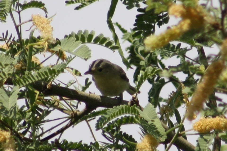 Lucy's Warbler - ML620489540