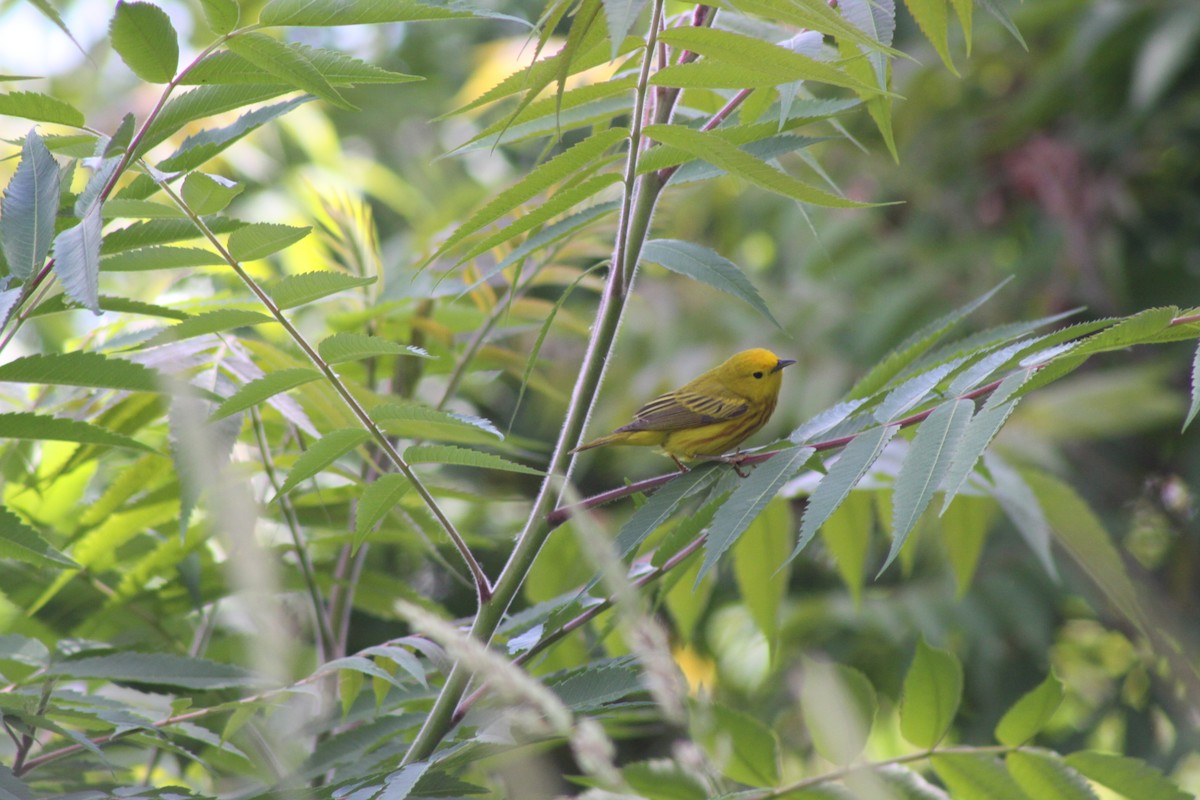 Yellow Warbler - ML620489541