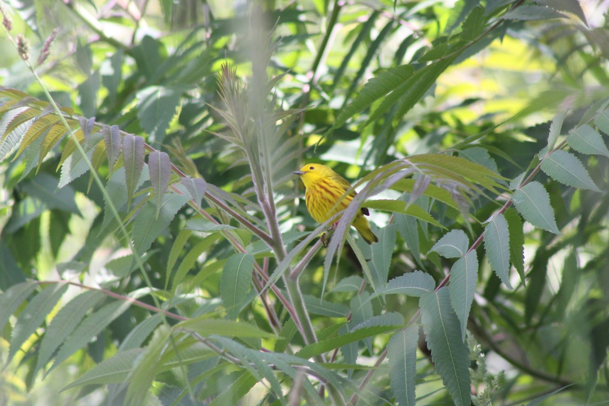 Paruline jaune - ML620489542