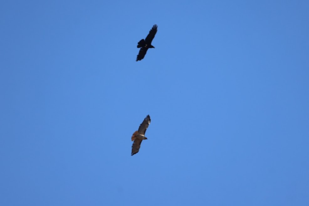 tanımsız kuzgun (Corvus sp.) - ML620489546