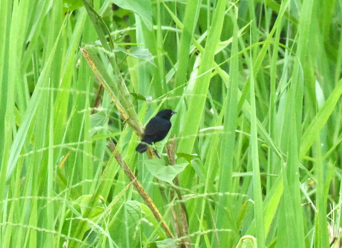 Blue-black Grassquit - ML620489547