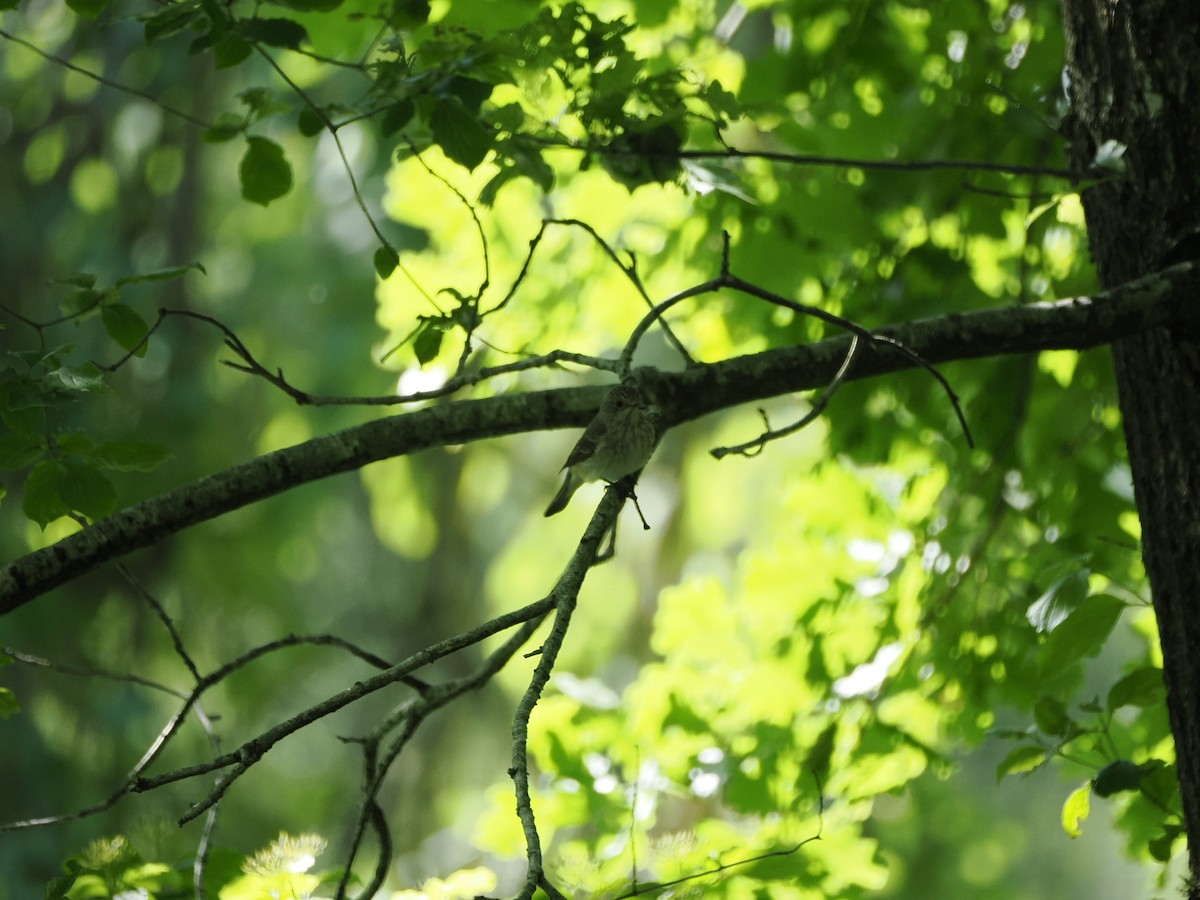 Spotted Flycatcher - ML620489550