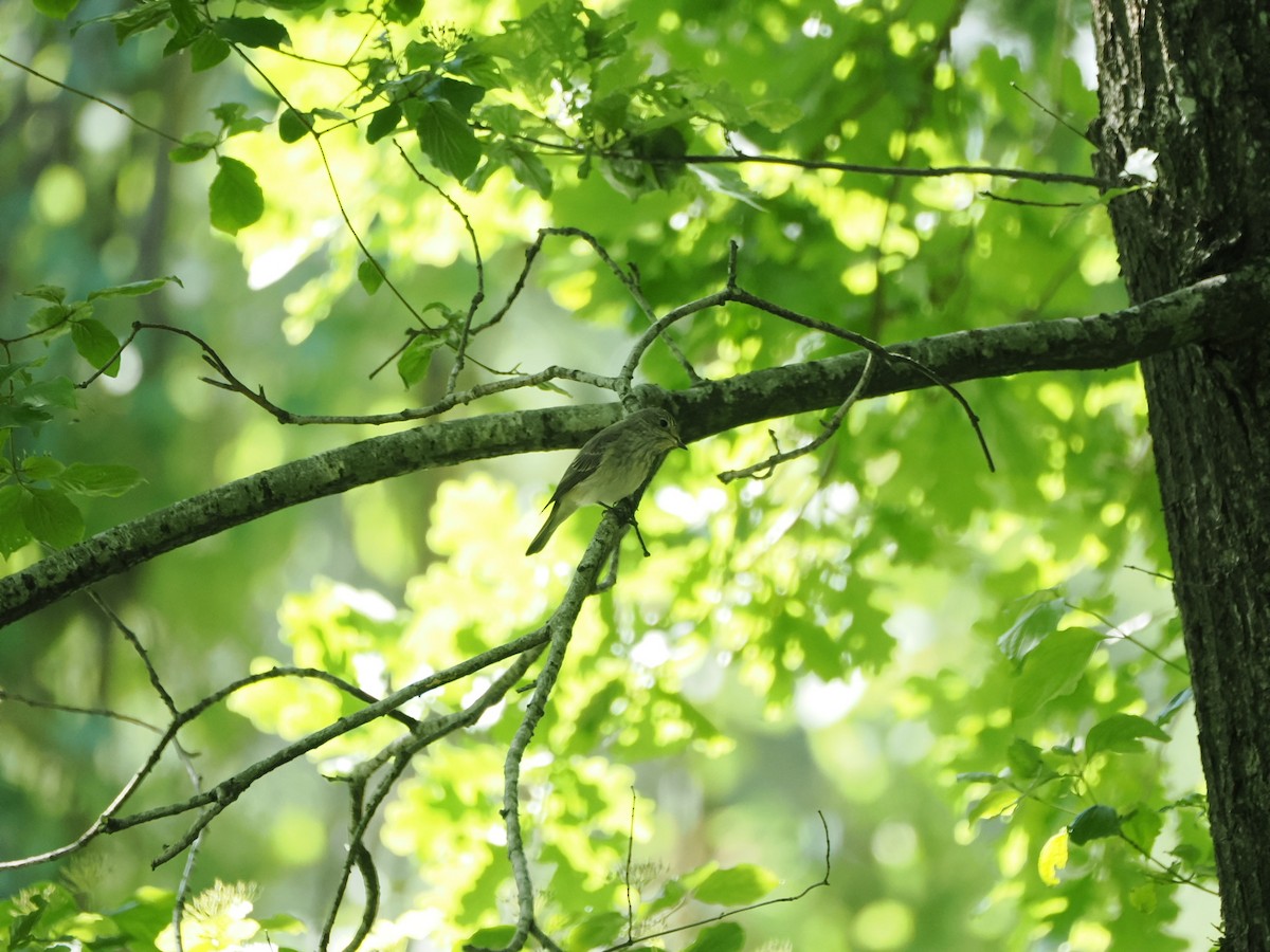 Spotted Flycatcher - ML620489551