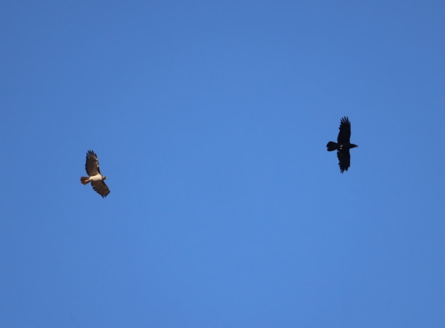 tanımsız kuzgun (Corvus sp.) - ML620489554