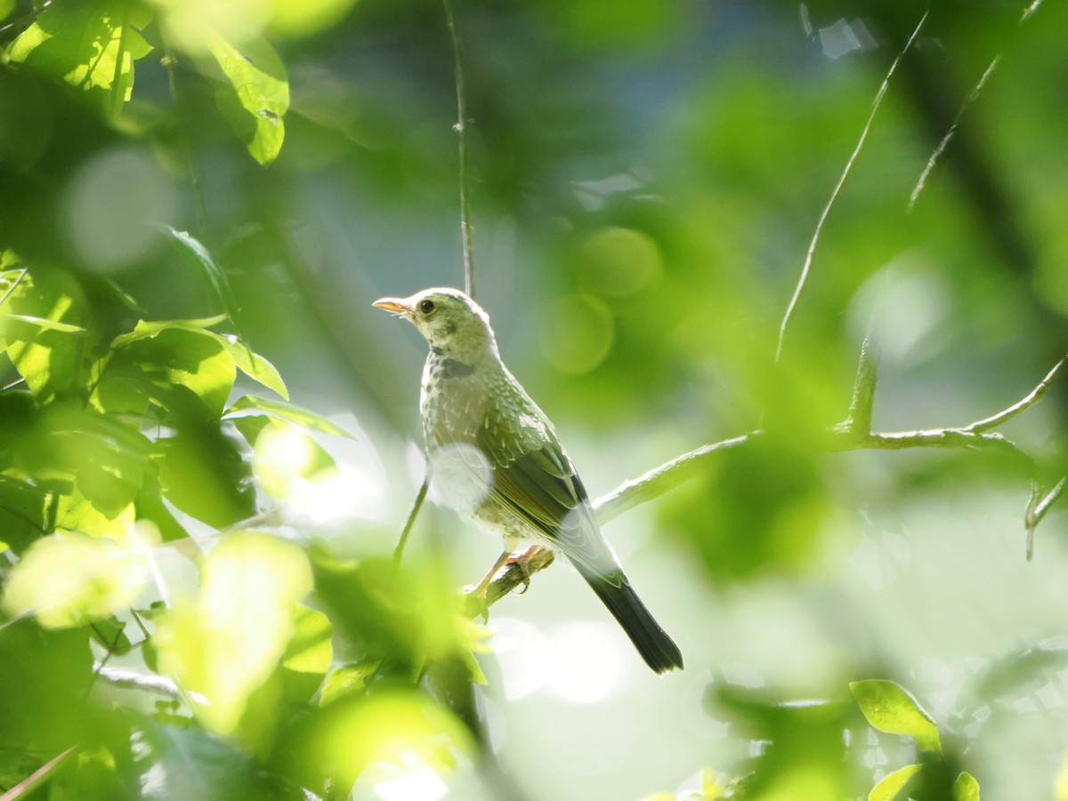 Fieldfare - ML620489561