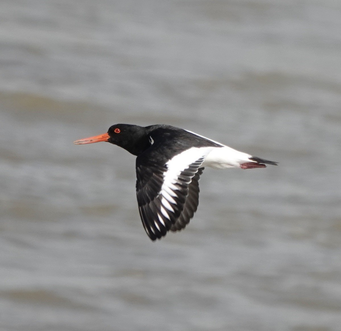 Eurasian Oystercatcher - ML620489565