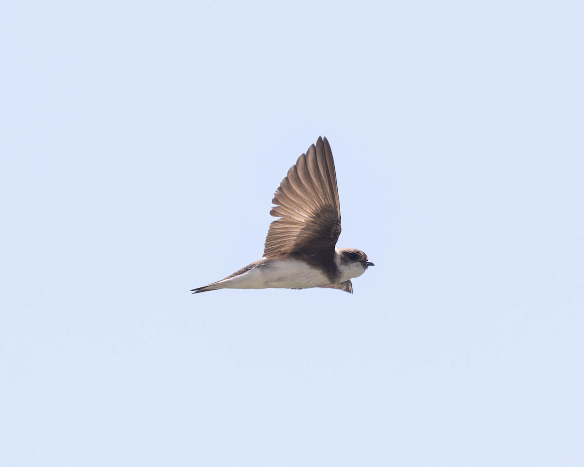 Bank Swallow - ML620489568