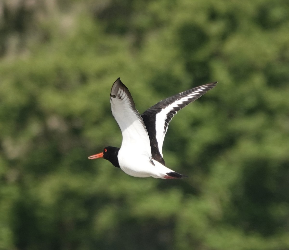 Eurasian Oystercatcher - ML620489569