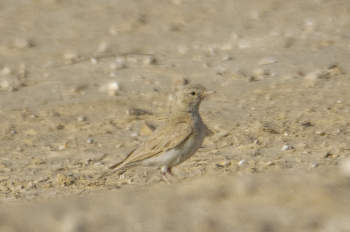 Allodola del deserto minore - ML620489579