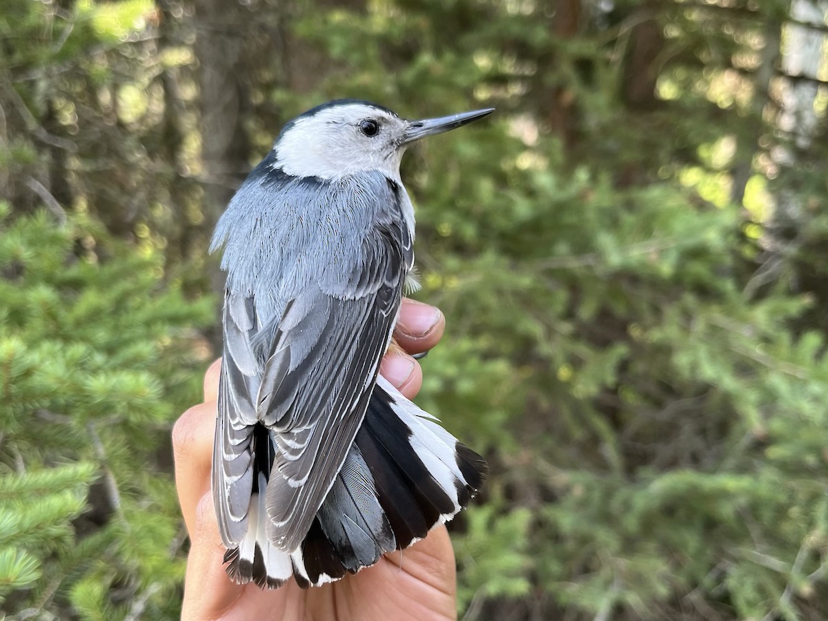 White-breasted Nuthatch (Interior West) - ML620489587