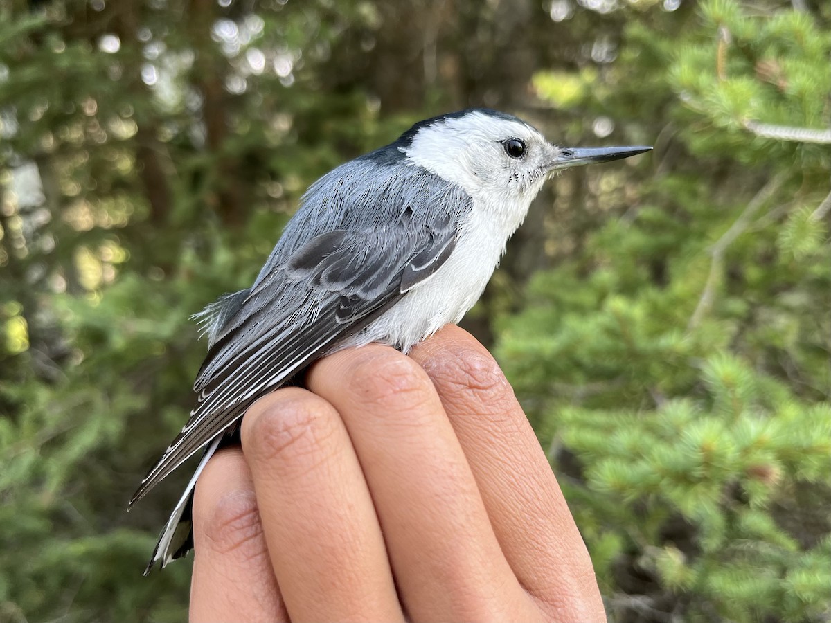 White-breasted Nuthatch (Interior West) - ML620489588