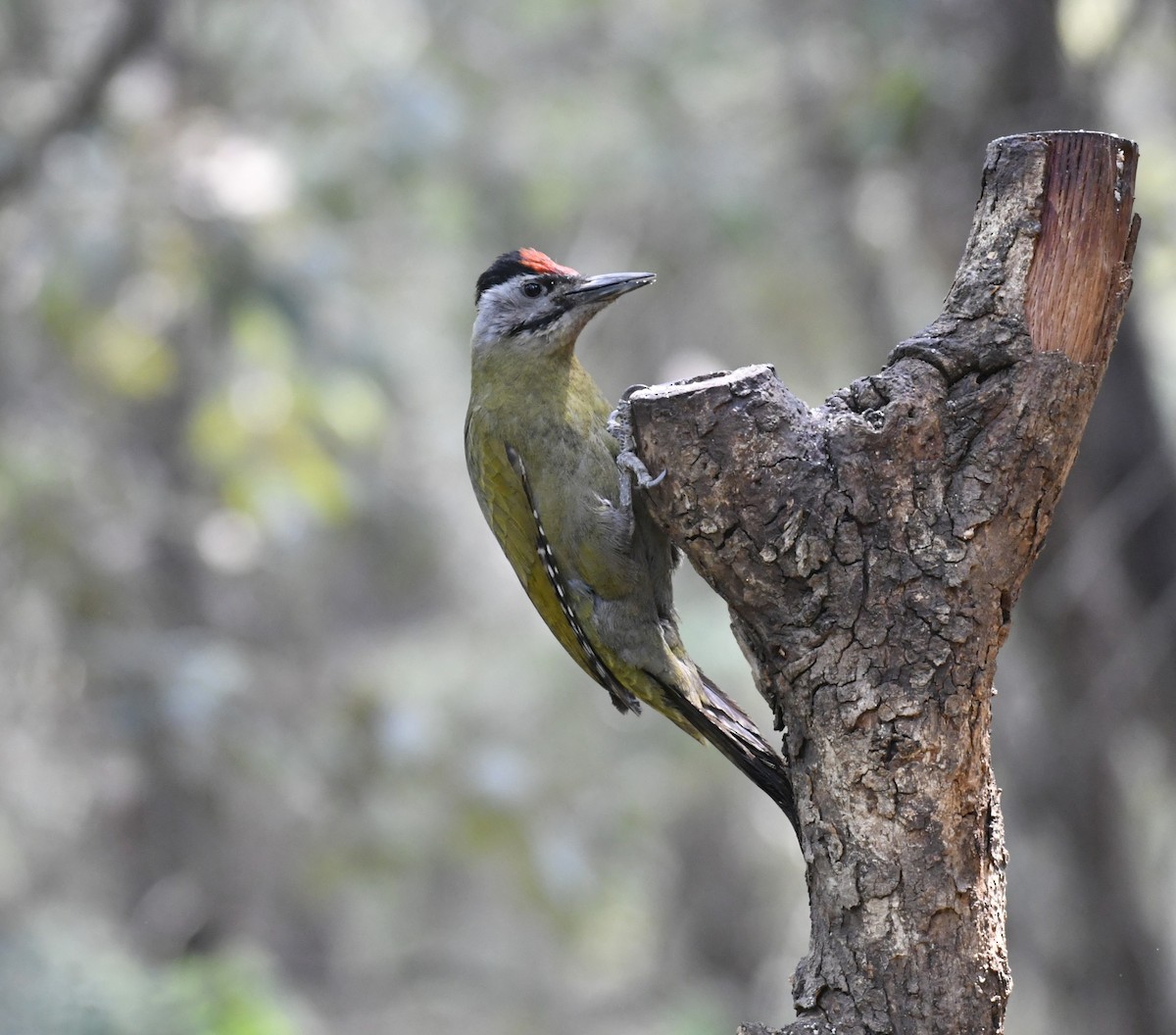 Gray-headed Woodpecker - ML620489591