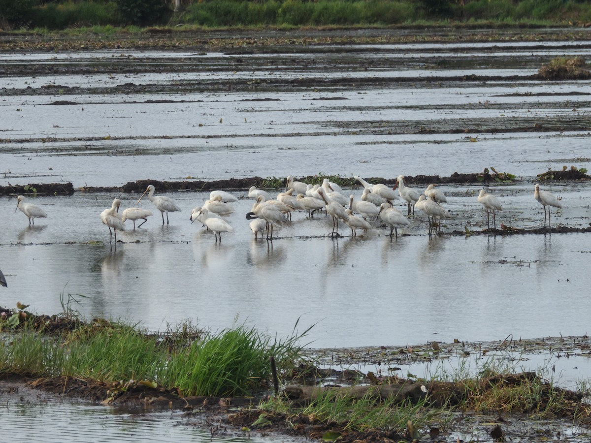 Eurasian Spoonbill - ML620489593