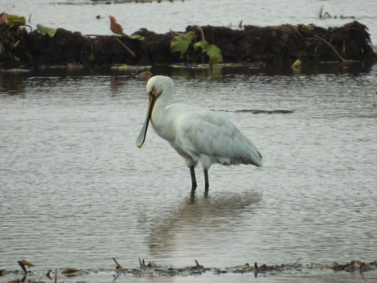 Eurasian Spoonbill - Sree ..