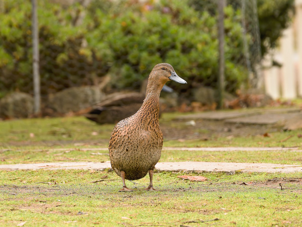 anatidé sp. (canard sp.) - ML620489596