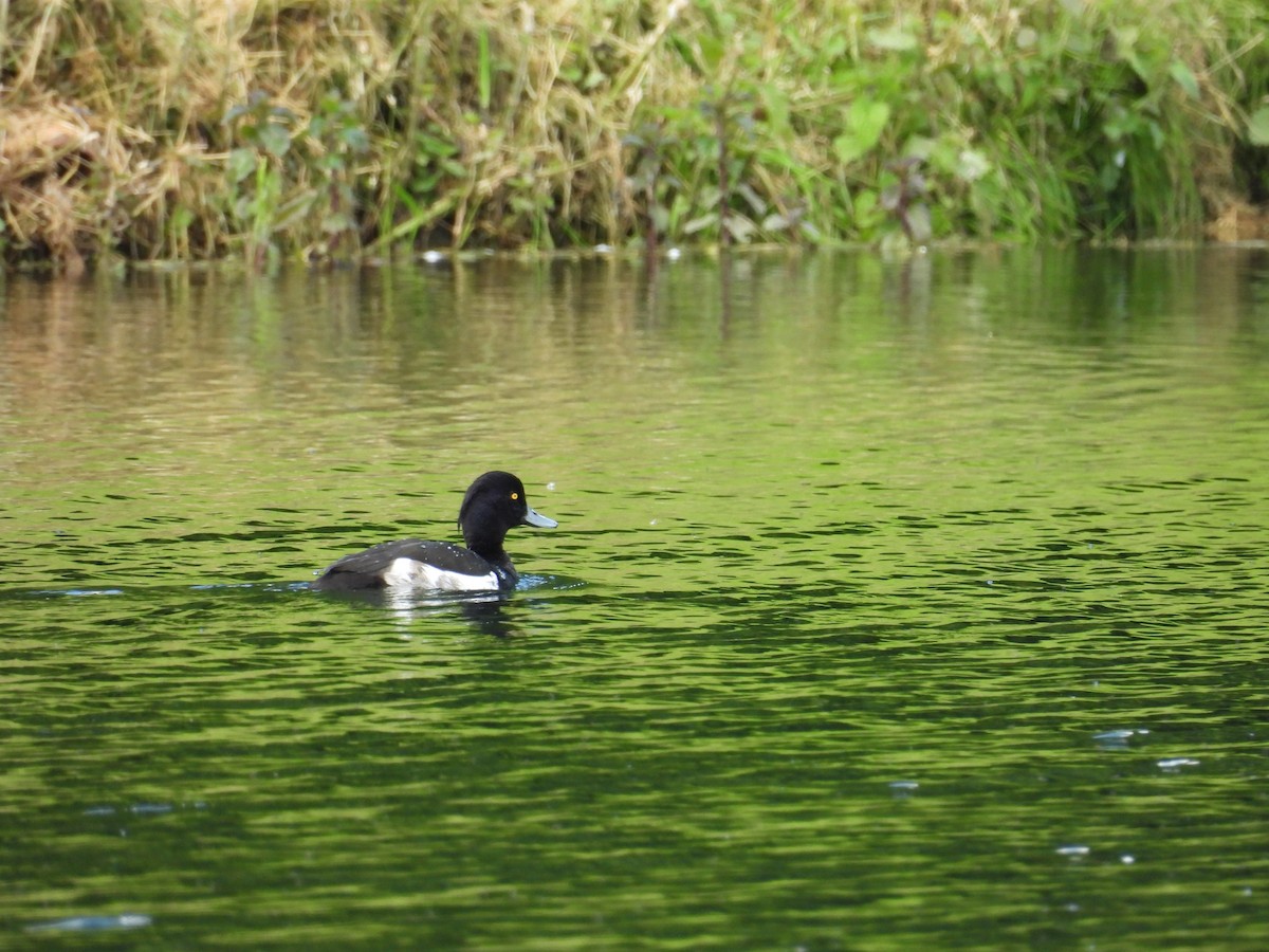 鳳頭潛鴨 - ML620489598