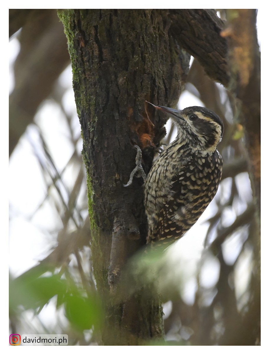 Checkered Woodpecker - ML620489599