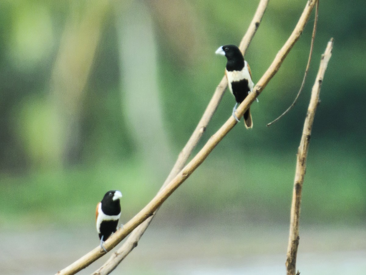 Tricolored Munia - ML620489601