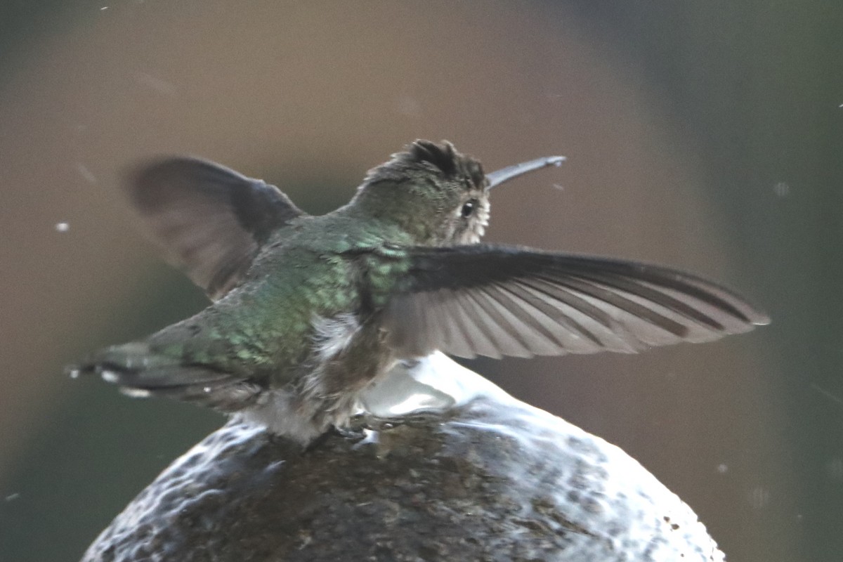 hummingbird sp. - ML620489608