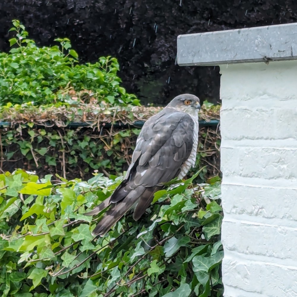 Eurasian Sparrowhawk - ML620489611